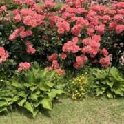 なつな ♡ありがとう♡ 美熟女倶楽部Hip's 春日部店