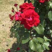 ヒメ日記 2026/02/24 18:42 投稿 なつな 美熟女倶楽部Hip's 春日部店