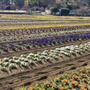 なつな ♡K様ありがとう♡ 美熟女倶楽部Hip's 春日部店