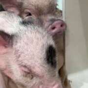 ヒメ日記 2025/01/26 17:42 投稿 せれな チューリップ福井本館