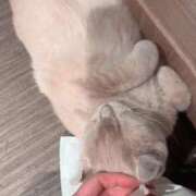 ヒメ日記 2025/11/27 11:34 投稿 せれな チューリップ福井本館