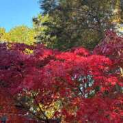 ヒメ日記 2024/12/13 15:28 投稿 ねね 和楽(わらく)