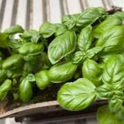 ヒメ日記 2025/07/06 12:30 投稿 碧 Arrest（アレスト）