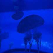 ヒメ日記 2026/01/12 23:47 投稿 れん 人妻小旅行