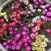 ヒメ日記 2025/11/18 09:02 投稿 さくら しゅうかつ倶楽部