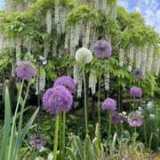 さくら 出勤します💕 しゅうかつ倶楽部