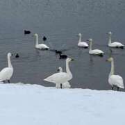 ヒメ日記 2026/03/03 13:47 投稿 さくら しゅうかつ倶楽部