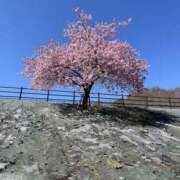 ヒメ日記 2026/03/17 08:48 投稿 さくら しゅうかつ倶楽部