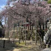 ヒメ日記 2026/03/31 08:30 投稿 さくら しゅうかつ倶楽部