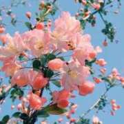 ヒメ日記 2025/03/25 21:16 投稿 ももは 2980円