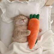 ヒメ日記 2025/05/23 09:08 投稿 ももは 2980円