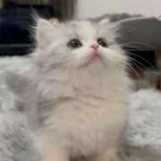 ヒメ日記 2025/08/19 18:04 投稿 ももは 2980円