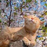 ももは 全て完売しました🙇‍♂️ 2980円