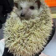 ヒメ日記 2026/01/13 16:26 投稿 水沢 ゆう プルプルオフィスディーバ