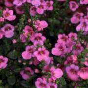 ヒメ日記 2025/04/02 13:15 投稿 かなた 君とふわふわプリンセスin川越