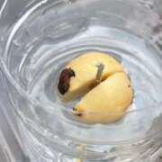 ヒメ日記 2025/03/31 01:33 投稿 りあ【未経験・愛嬌系】 ソープランド メイド館 ラ・メイド