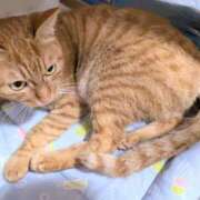 ヒメ日記 2025/02/03 15:38 投稿 佐々木りょうこ 若奥サマンサ（横浜ハレ系）