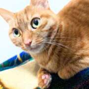 ヒメ日記 2025/02/19 22:08 投稿 佐々木りょうこ 若奥サマンサ（横浜ハレ系）