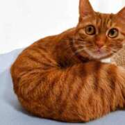 ヒメ日記 2025/02/21 22:36 投稿 佐々木りょうこ 若奥サマンサ（横浜ハレ系）