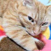 ヒメ日記 2025/03/11 22:24 投稿 佐々木りょうこ 若奥サマンサ（横浜ハレ系）