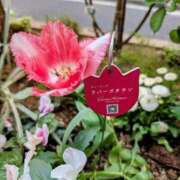 ヒメ日記 2025/04/22 14:17 投稿 佐々木りょうこ 若奥サマンサ（横浜ハレ系）