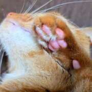 ヒメ日記 2025/04/29 20:46 投稿 佐々木りょうこ 若奥サマンサ（横浜ハレ系）