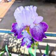 ヒメ日記 2025/05/04 20:40 投稿 佐々木りょうこ 若奥サマンサ（横浜ハレ系）