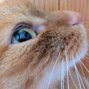 ヒメ日記 2025/05/22 00:31 投稿 佐々木りょうこ 若奥サマンサ（横浜ハレ系）