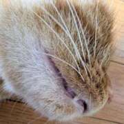 ヒメ日記 2025/05/24 21:15 投稿 佐々木りょうこ 若奥サマンサ（横浜ハレ系）