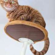 ヒメ日記 2025/05/27 12:35 投稿 佐々木りょうこ 若奥サマンサ（横浜ハレ系）