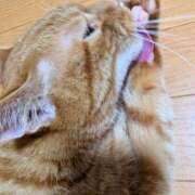 ヒメ日記 2025/06/06 21:25 投稿 佐々木りょうこ 若奥サマンサ（横浜ハレ系）