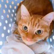 ヒメ日記 2025/06/10 21:49 投稿 佐々木りょうこ 若奥サマンサ（横浜ハレ系）