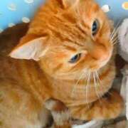 ヒメ日記 2025/06/18 22:37 投稿 佐々木りょうこ 若奥サマンサ（横浜ハレ系）