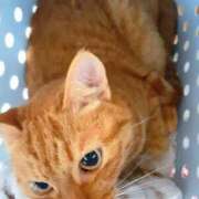 ヒメ日記 2025/06/24 22:30 投稿 佐々木りょうこ 若奥サマンサ（横浜ハレ系）