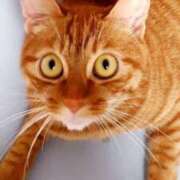 ヒメ日記 2025/06/30 08:39 投稿 佐々木りょうこ 若奥サマンサ（横浜ハレ系）