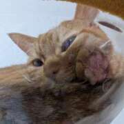 ヒメ日記 2025/09/29 09:33 投稿 佐々木りょうこ 若奥サマンサ（横浜ハレ系）