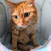 ヒメ日記 2025/10/20 07:18 投稿 佐々木りょうこ 若奥サマンサ（横浜ハレ系）