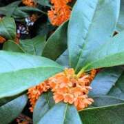 ヒメ日記 2025/10/22 09:44 投稿 佐々木りょうこ 若奥サマンサ（横浜ハレ系）