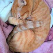 ヒメ日記 2025/11/11 23:53 投稿 佐々木りょうこ 若奥サマンサ（横浜ハレ系）