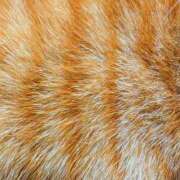 ヒメ日記 2025/11/19 07:10 投稿 佐々木りょうこ 若奥サマンサ（横浜ハレ系）