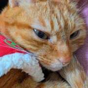 ヒメ日記 2025/11/28 00:13 投稿 佐々木りょうこ 若奥サマンサ（横浜ハレ系）