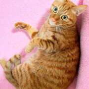 ヒメ日記 2026/01/09 23:29 投稿 佐々木りょうこ 若奥サマンサ（横浜ハレ系）