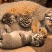 ヒメ日記 2026/01/15 23:40 投稿 渋谷　みのり エテルナ京都