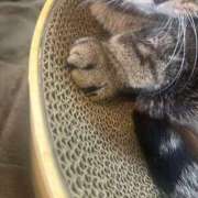 ヒメ日記 2026/02/20 00:15 投稿 渋谷　みのり エテルナ京都