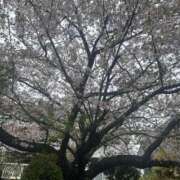 ヒメ日記 2026/04/12 23:10 投稿 渋谷　みのり エテルナ京都