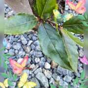 ヒメ日記 2025/01/28 16:34 投稿 木嶋りさ ミセス・レヴォアール～再会～