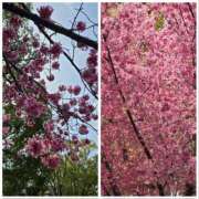 ヒメ日記 2025/03/14 17:38 投稿 木嶋りさ ミセス・レヴォアール～再会～