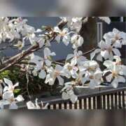 ヒメ日記 2025/03/26 11:53 投稿 木嶋りさ ミセス・レヴォアール～再会～