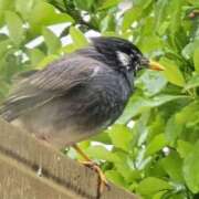 ヒメ日記 2025/04/18 16:43 投稿 木嶋りさ ミセス・レヴォアール～再会～
