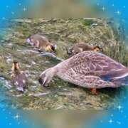 ヒメ日記 2025/05/03 14:56 投稿 木嶋りさ ミセス・レヴォアール～再会～